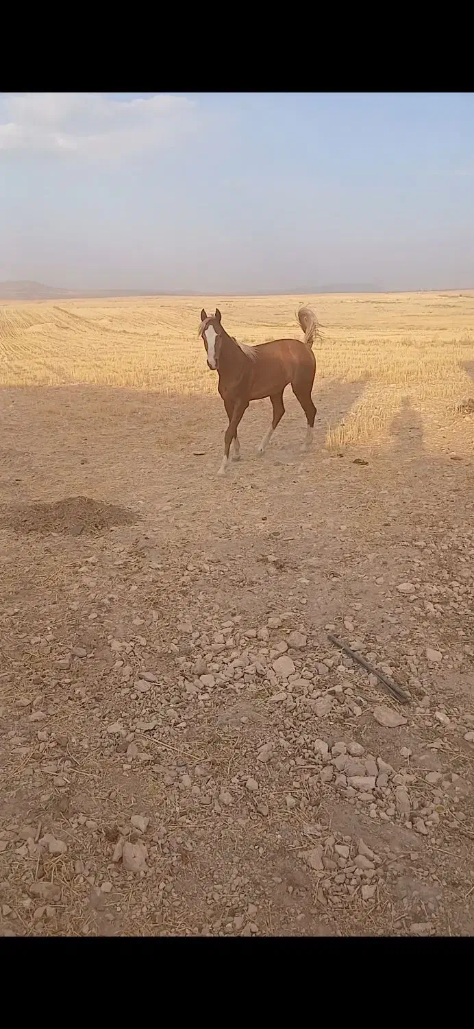 اسب|اسب و تجهیزات اسب‌سواری|دوتپه, |دیوار