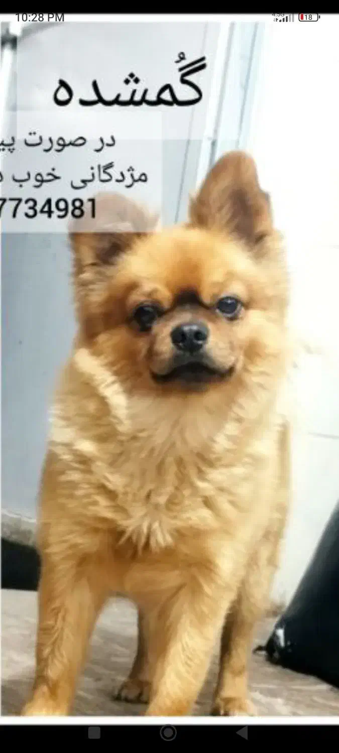 سگ gomshode|سگ|شیراز, شهرک کوشکک|دیوار