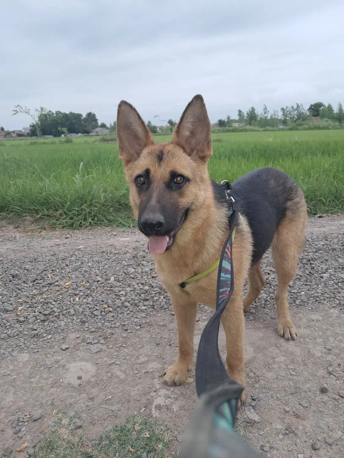 توله سگ ژرمن واگذاری|سگ|لشت نشا, |دیوار