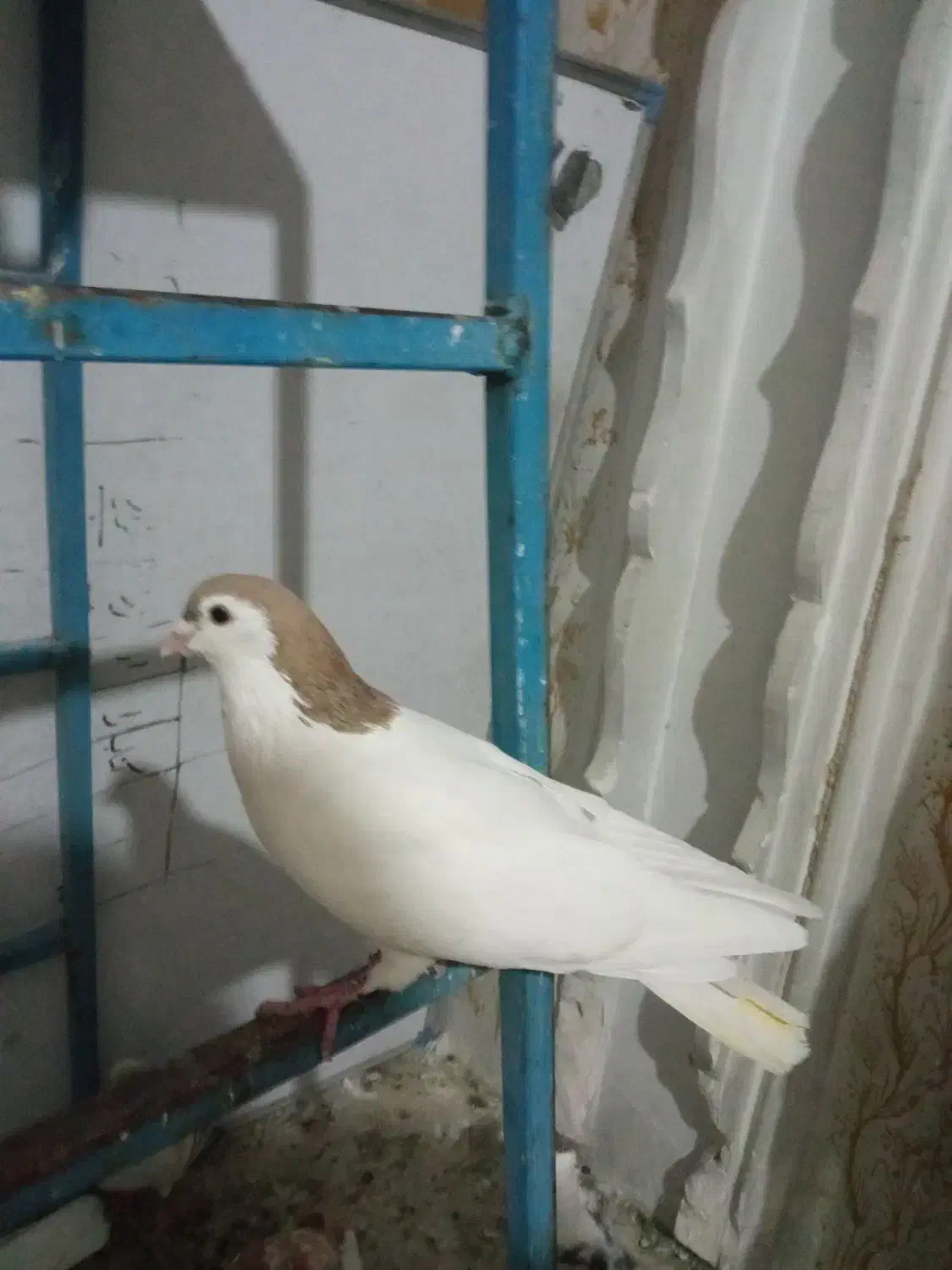 ۳تا نر|پرنده|خرمآباد, |دیوار