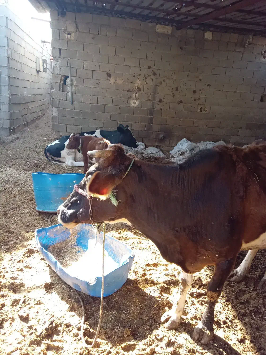 گاو وگوساله نر|حیوانات مزرعه|شادگان, |دیوار