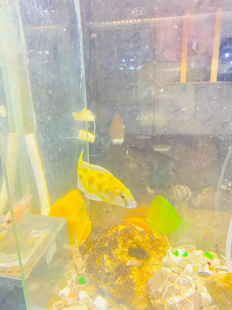 اکواریوم بزرگ|ماهی|سراوان, |دیوار