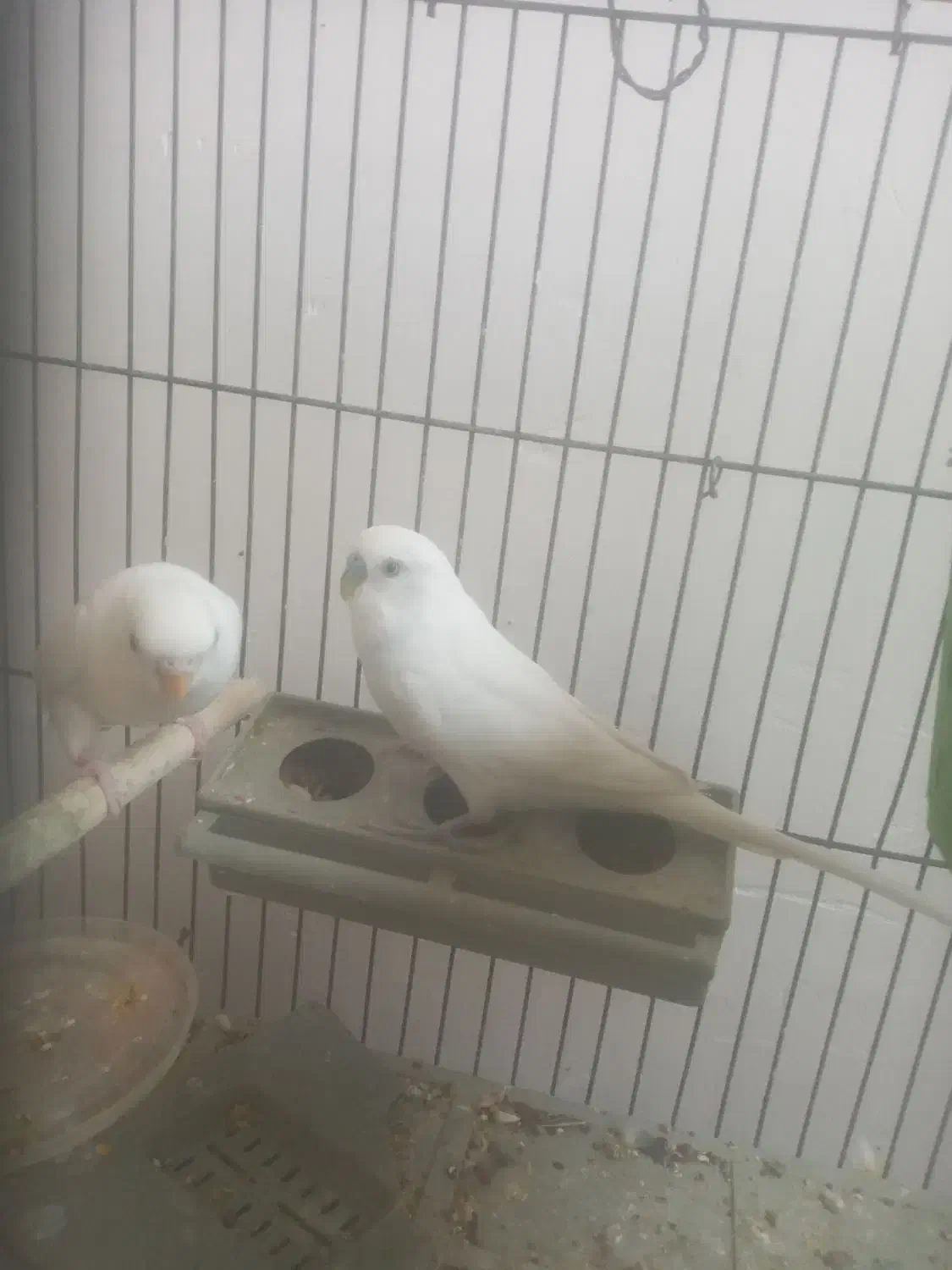 مرغ عشق|پرنده|فسا, |دیوار