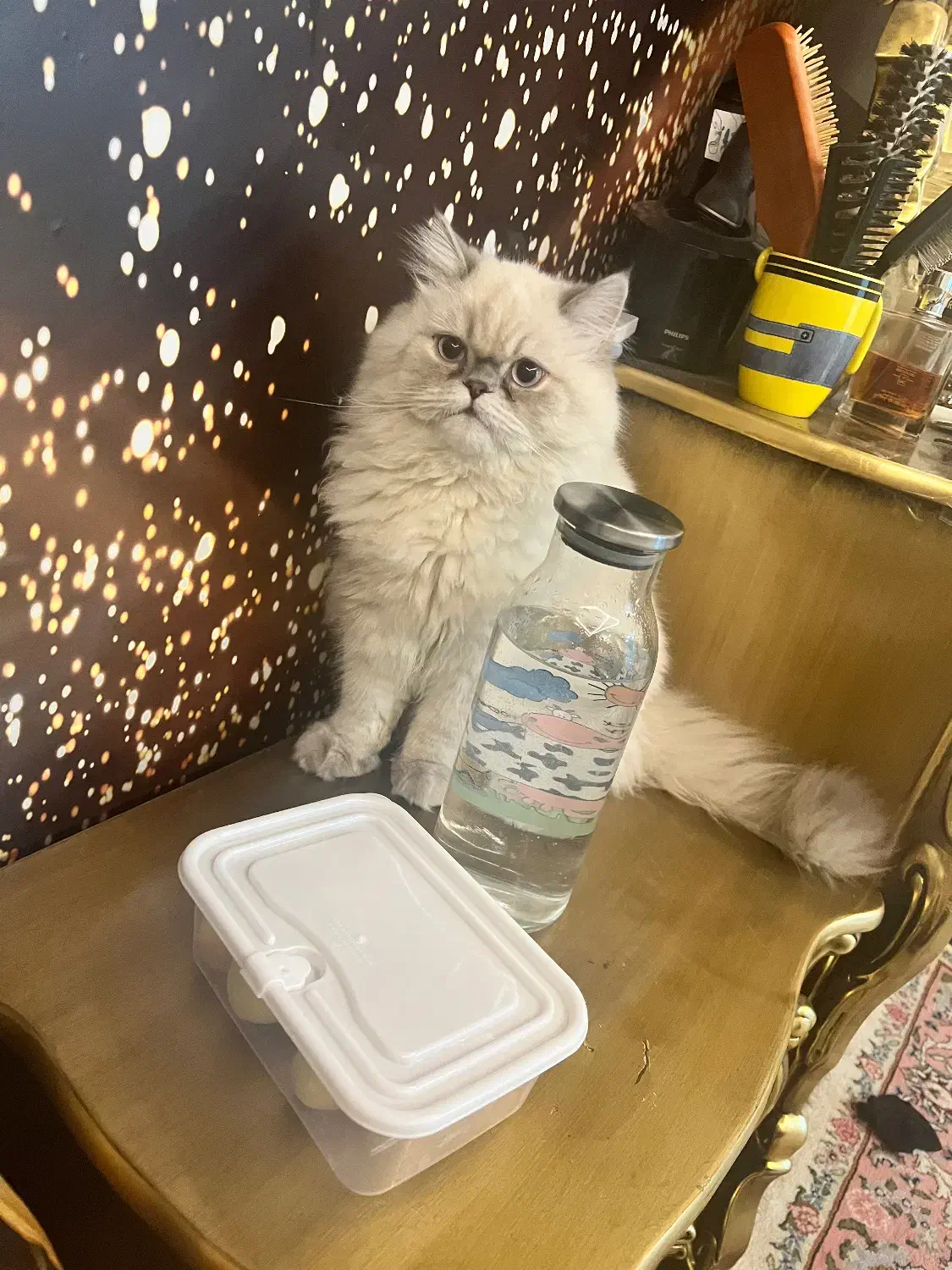 فروش گربه|گربه|تربتحیدریه, پارک کاشانی|دیوار