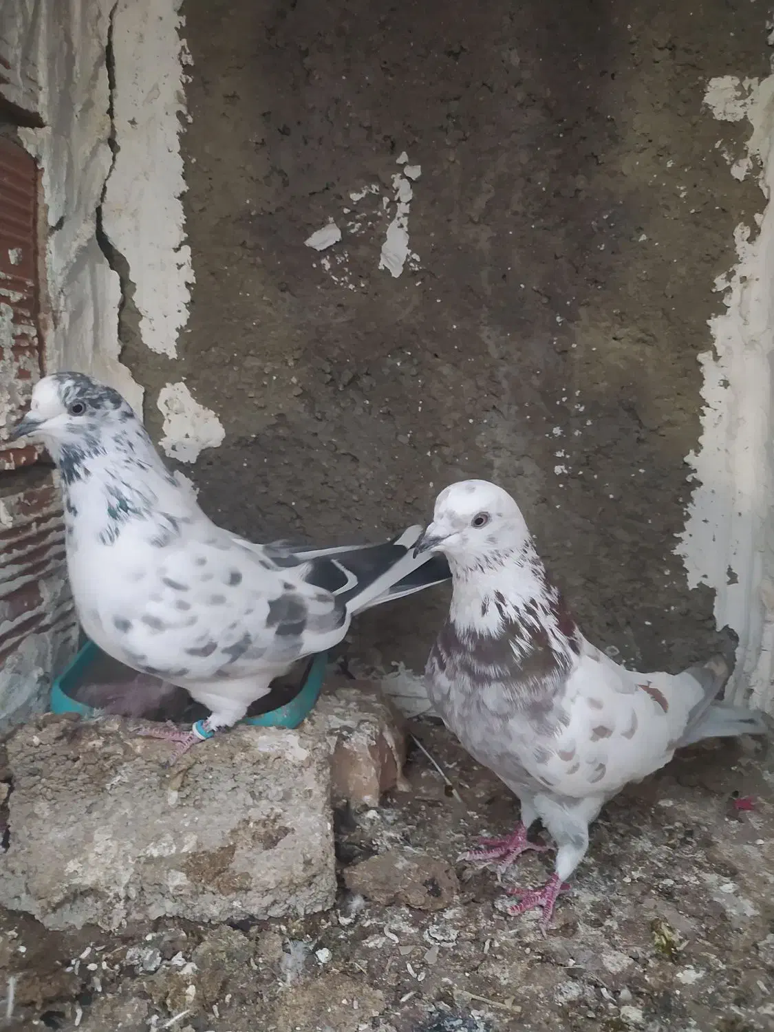 کبوتر پرشی و جوجه کشی|پرنده|سورک, |دیوار