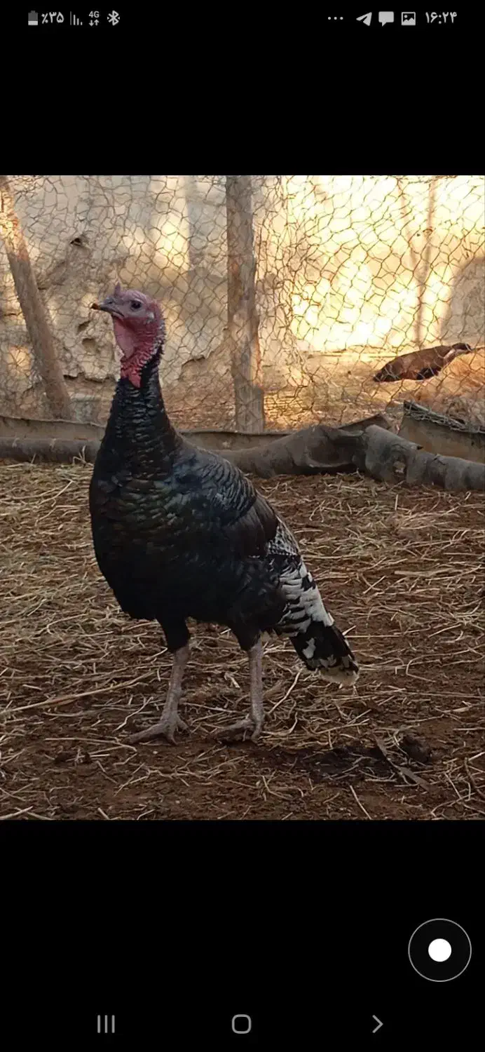 بوقلمون|حیوانات مزرعه|آشخانه, |دیوار