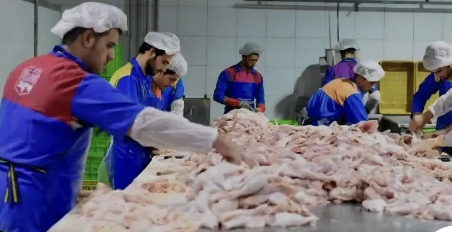 بیخس کاری و قطعه بندی مرغ در کشتارگاه|استخدام خدمات فروشگاه و رستوران|باغستان, |دیوار