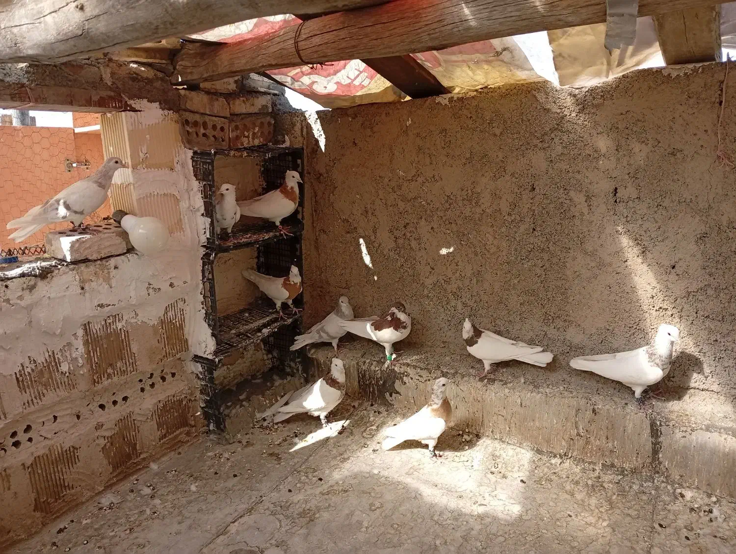 تعدادی طوقی|پرنده|تهران, هلال احمر|دیوار