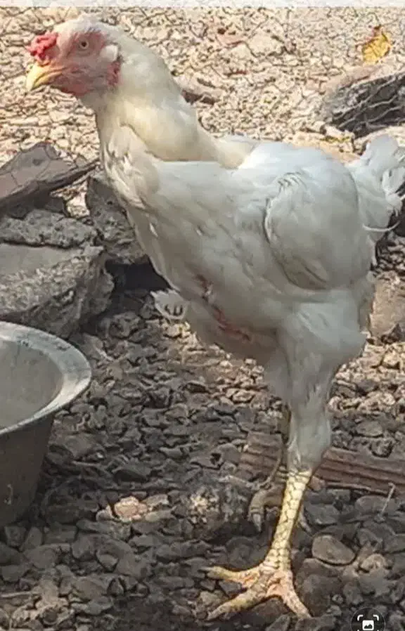 مرغ و خروس لاری|پرنده|بابکان, |دیوار