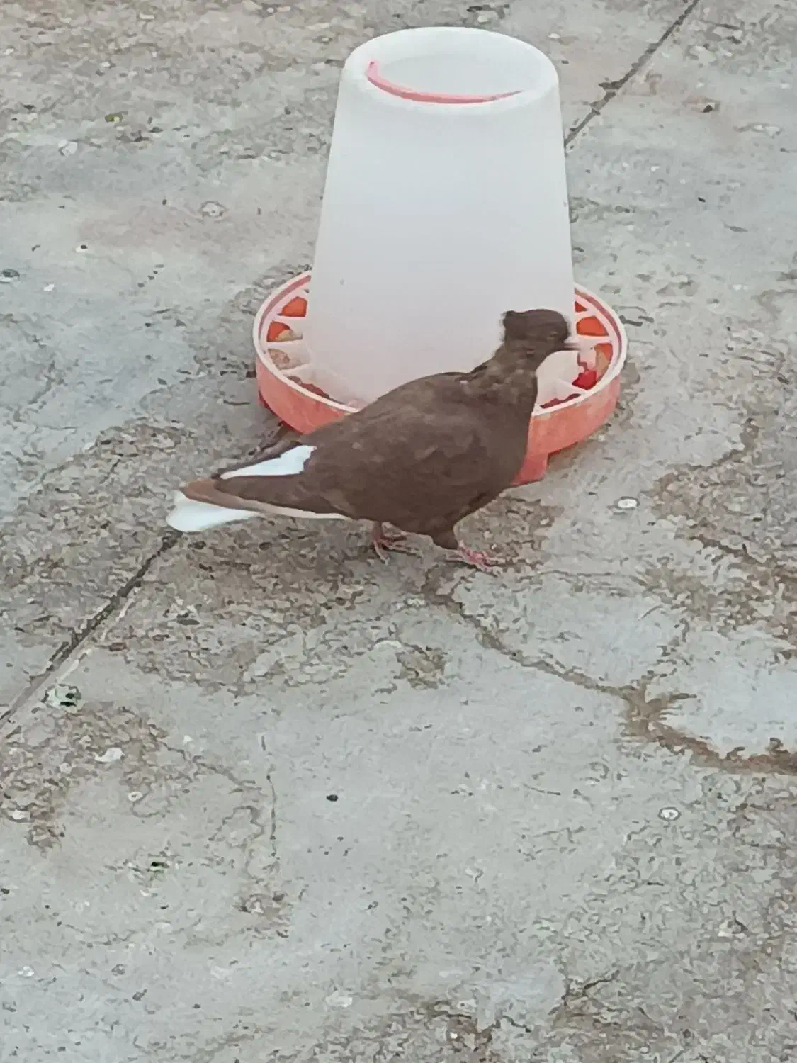 کبوتر کفتر|پرنده|شاهین‌شهر, شهرک گلدیس|دیوار