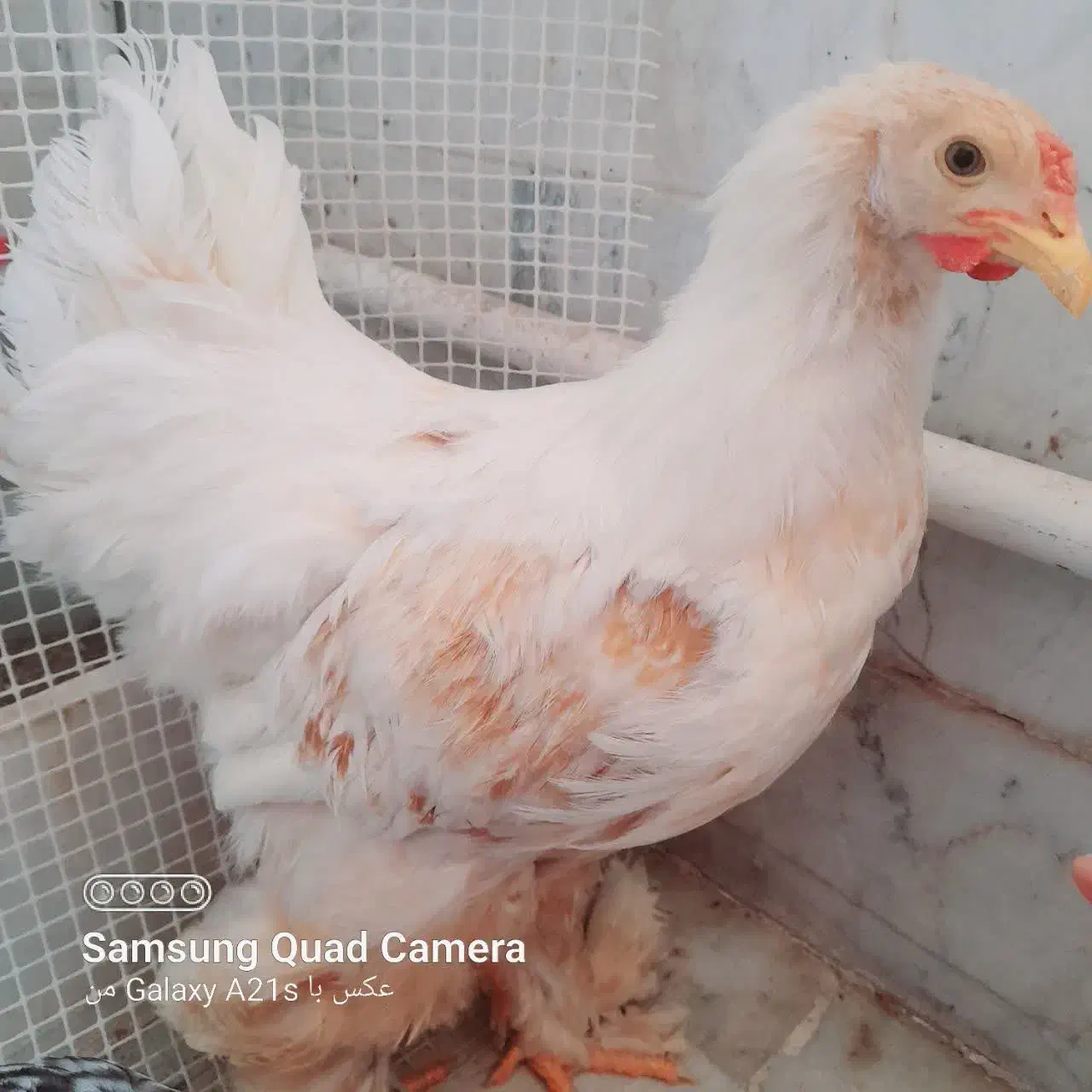 مرغ برهما، قد کشیده و خوشرنگ|حیوانات مزرعه|قم, پردیسان|دیوار