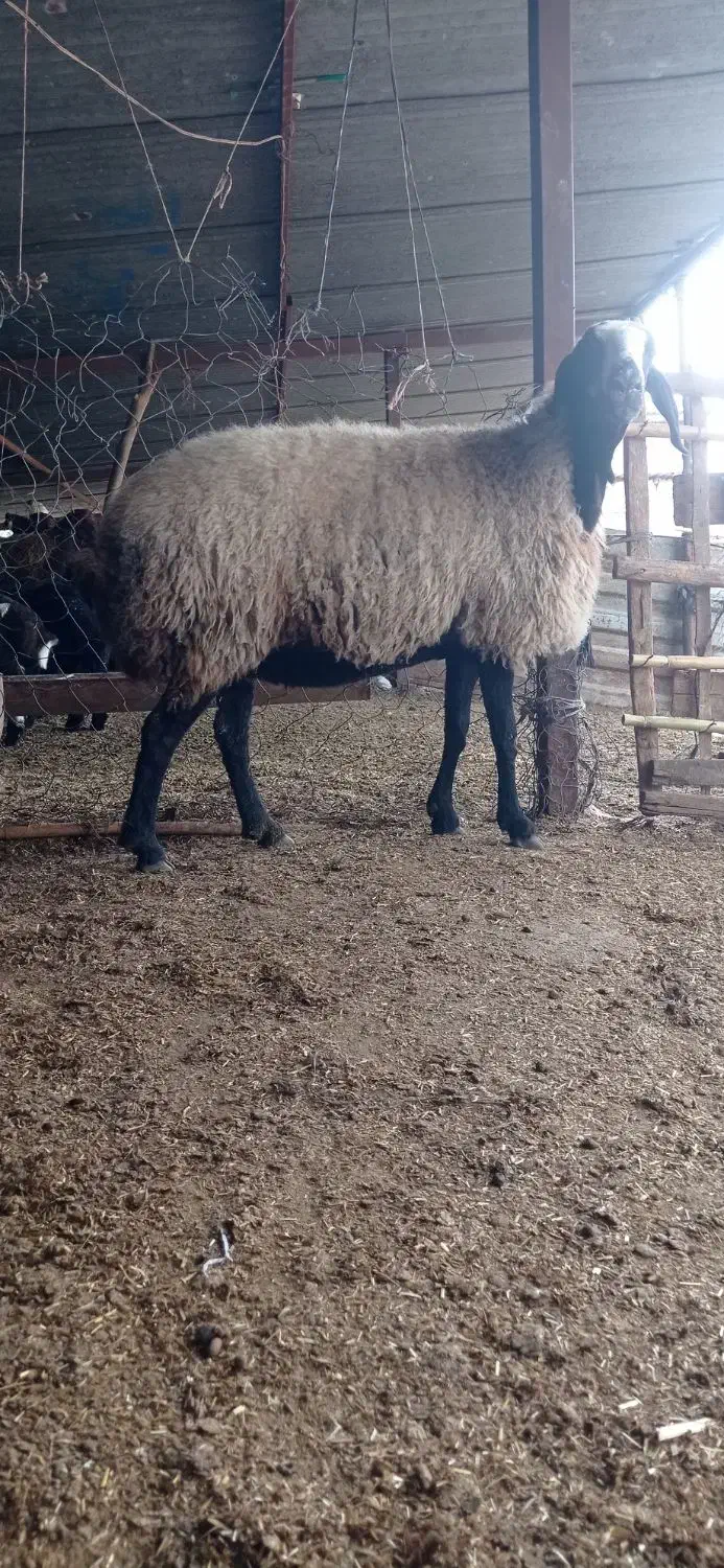 گوسفند شال داشتی کشتاری|حیوانات مزرعه|سنگدوین, |دیوار