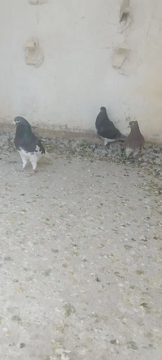 کفتر هوایی|پرنده|شیراز, کرونی(خاتونک)|دیوار
