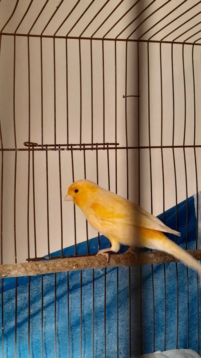 قناری نر مست شلاقی|پرنده|هشتگرد, فاز ۷ مهستان|دیوار