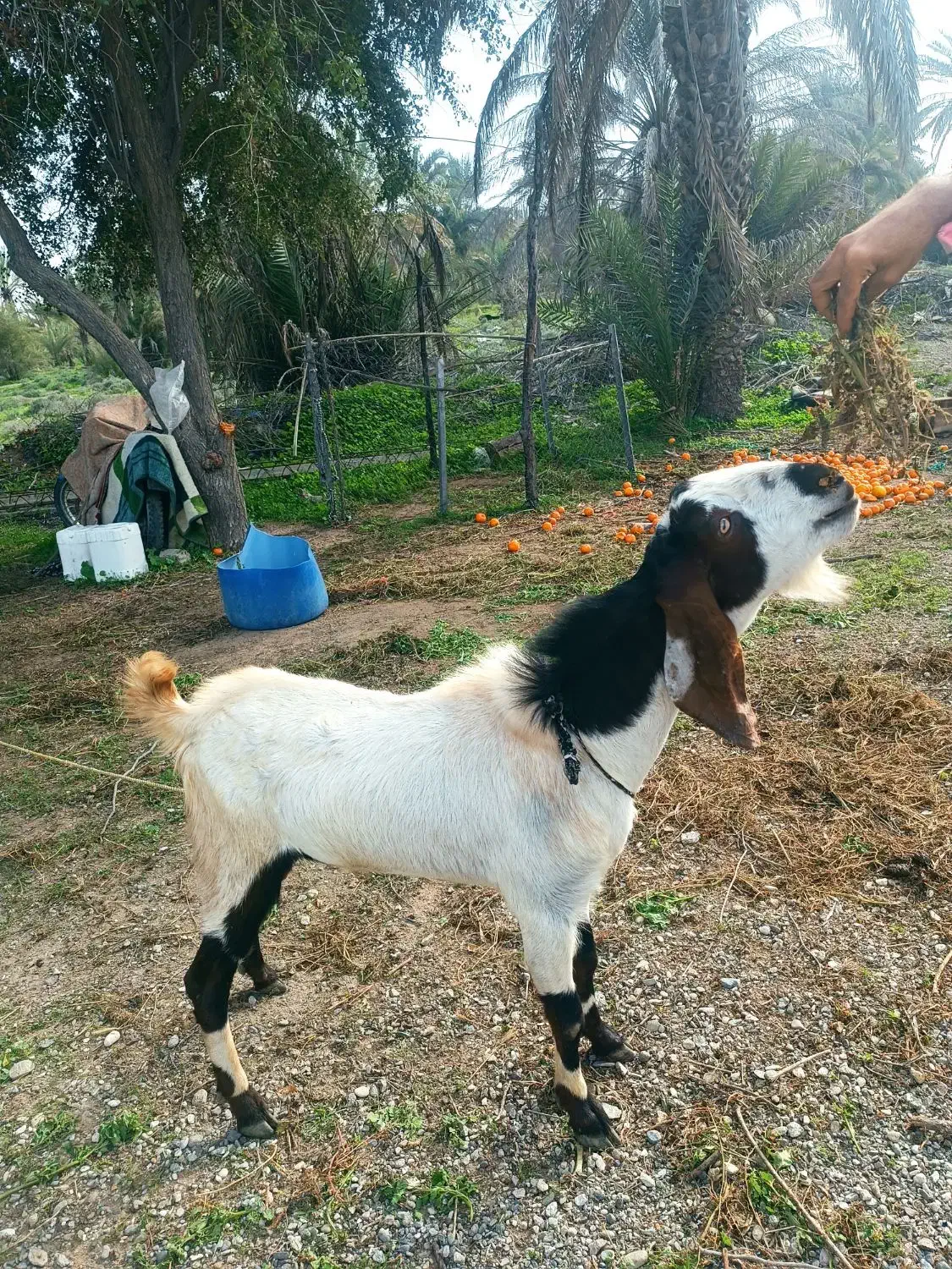 نری|حیوانات مزرعه|رودخانه, |دیوار