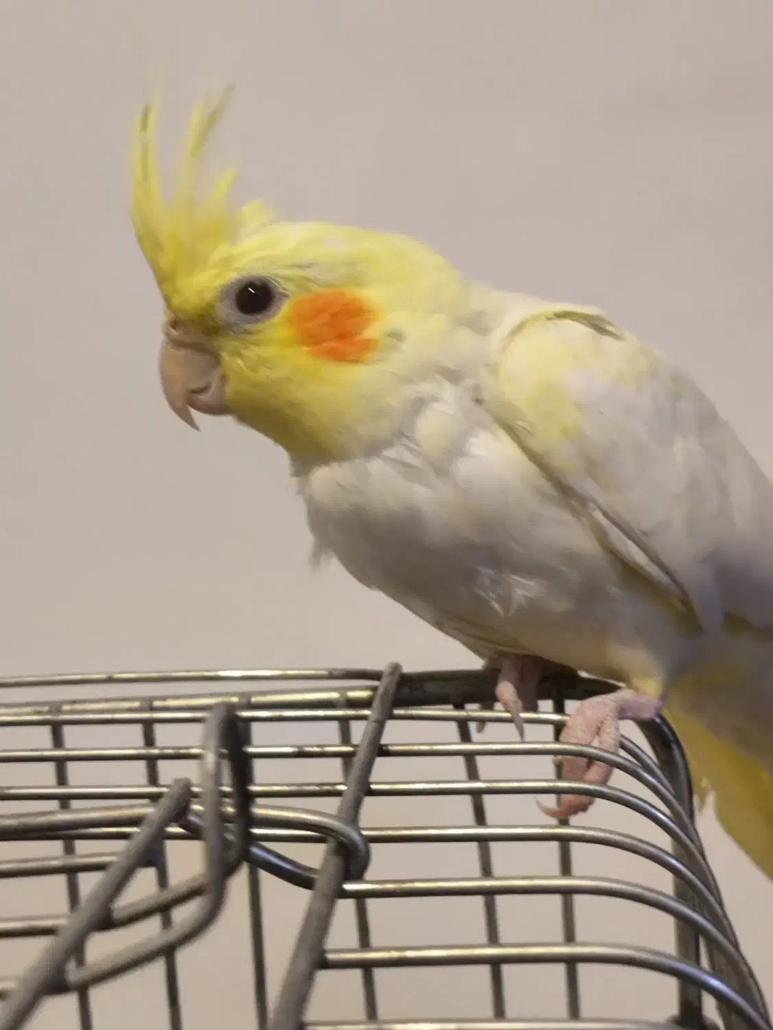 دوتا عروس هلندی ماده|پرنده|محلات, |دیوار