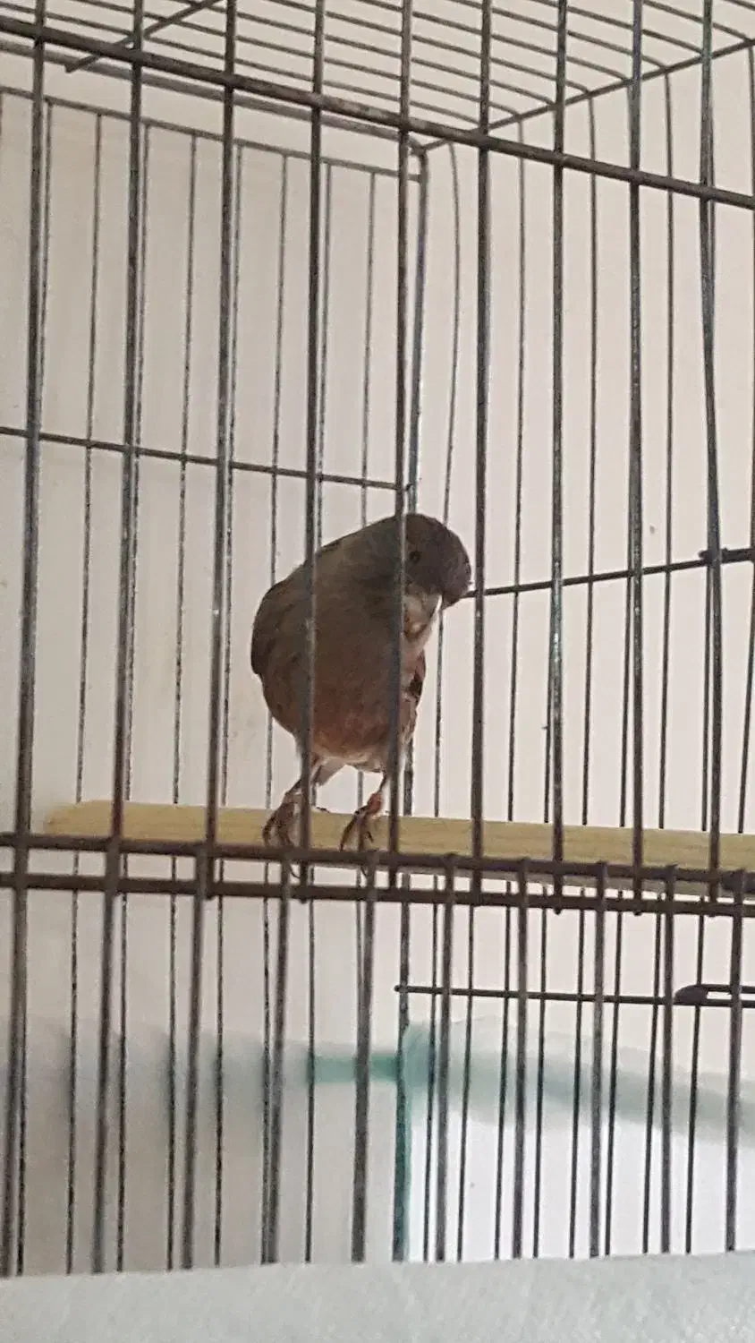 قناری نر|پرنده|شوشتر, |دیوار