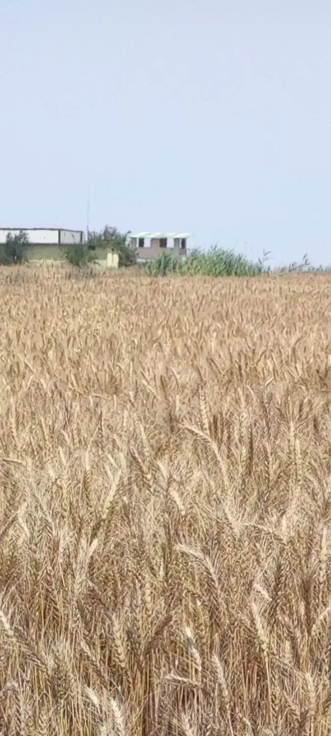 فروش ویژه زمین تجاری کشاورزی براتوبان|فروش زمین و ملک کلنگی|بهشهر, |دیوار