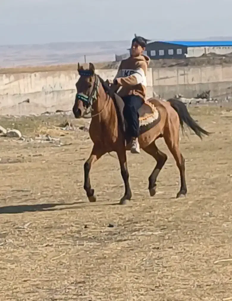 مادیان یورغه مادر زاد|اسب و تجهیزات اسبسواری|تبریز, |دیوار