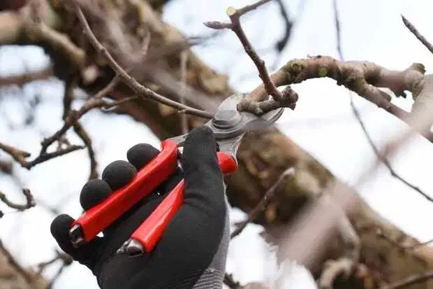 هرس تخصصی درختان و مو انگور،پیوند و نگهداری از باغ|خدمات باغبانی و درختکاری|گلپایگان, |دیوار