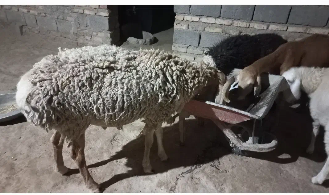قوچ و گوسفند بوری|حیوانات مزرعه|زابل, |دیوار