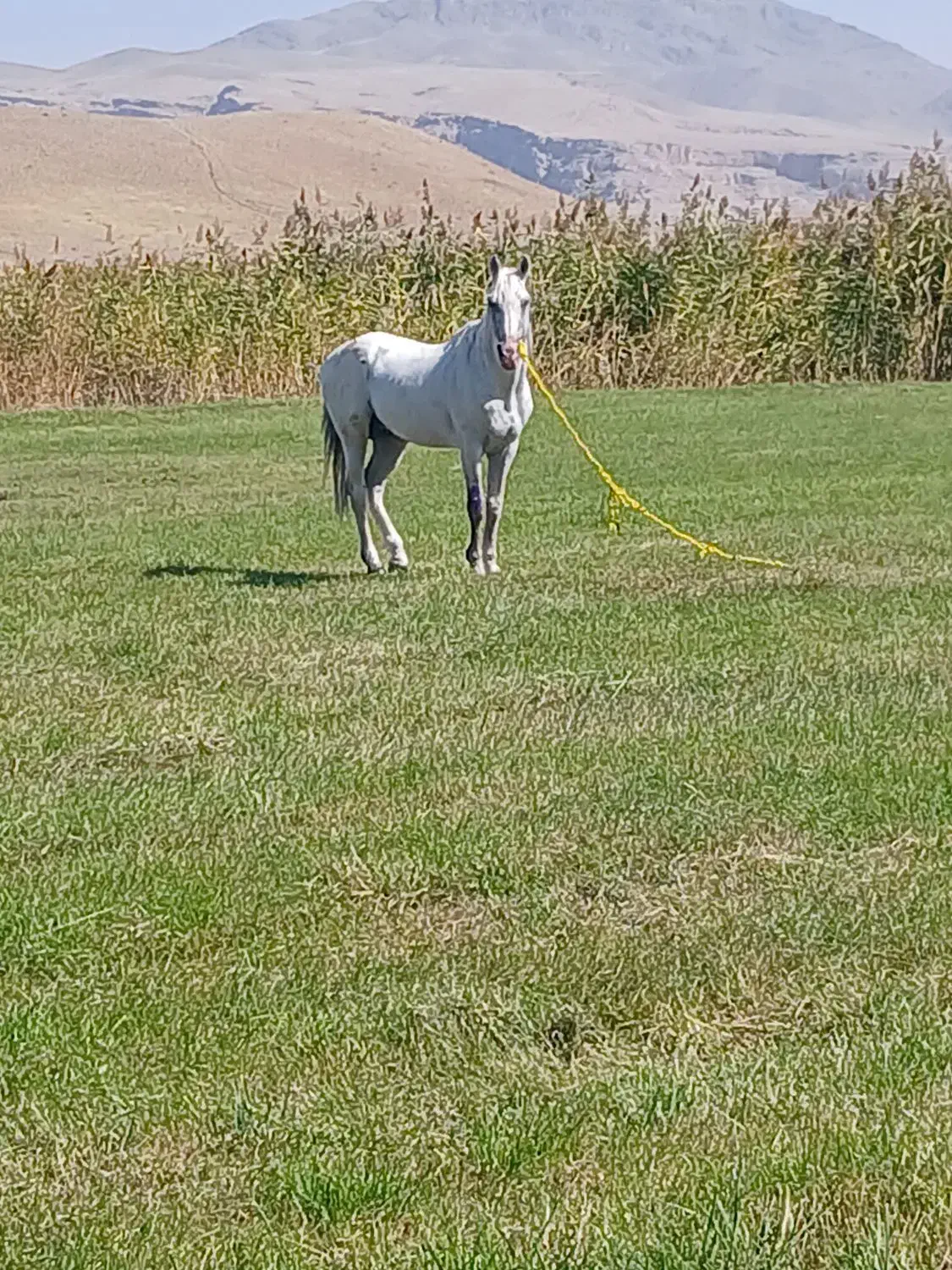 دانالو|اسب و تجهیزات اسبسواری|ماکو, |دیوار