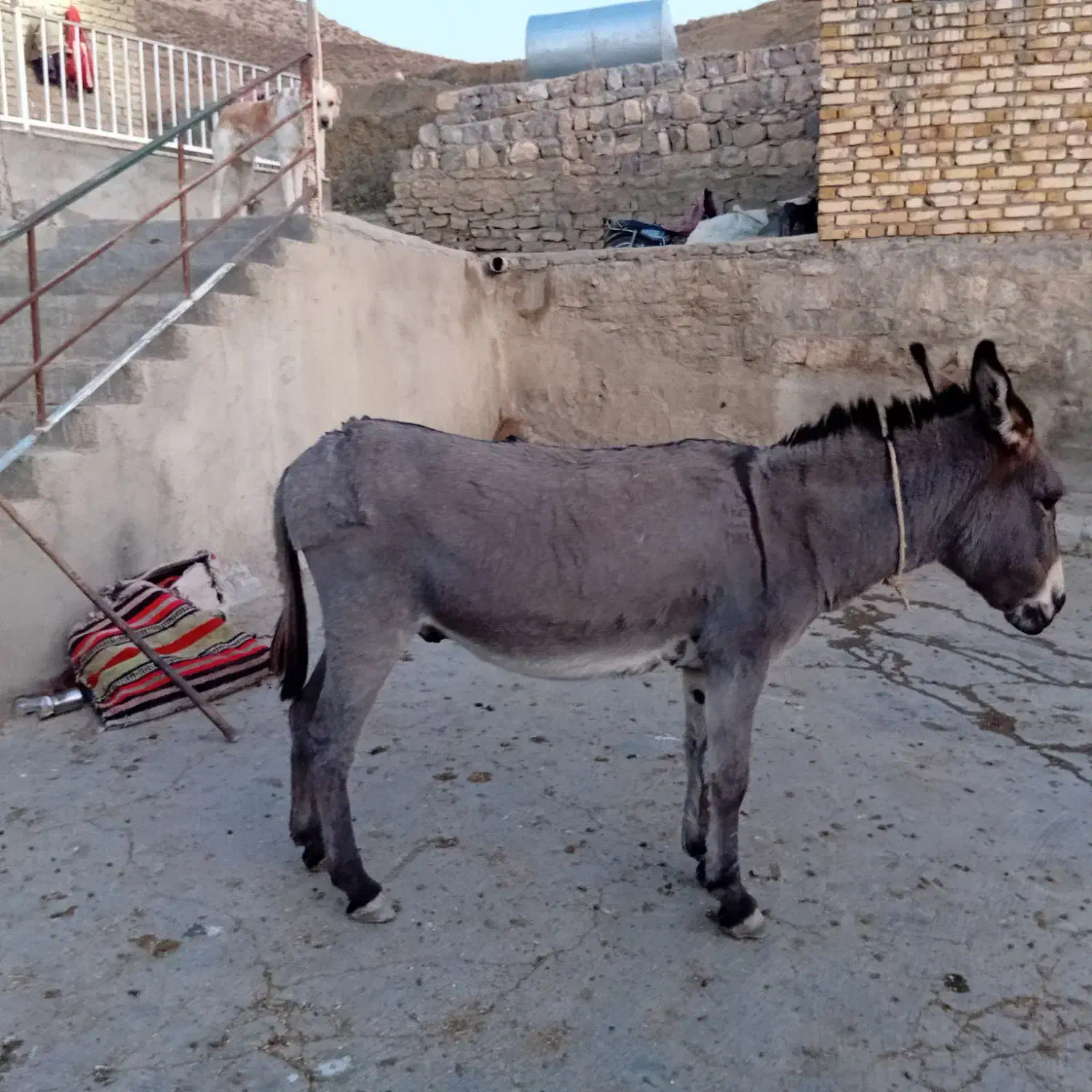 خر نر|حیوانات مزرعه|باجگیران, |دیوار