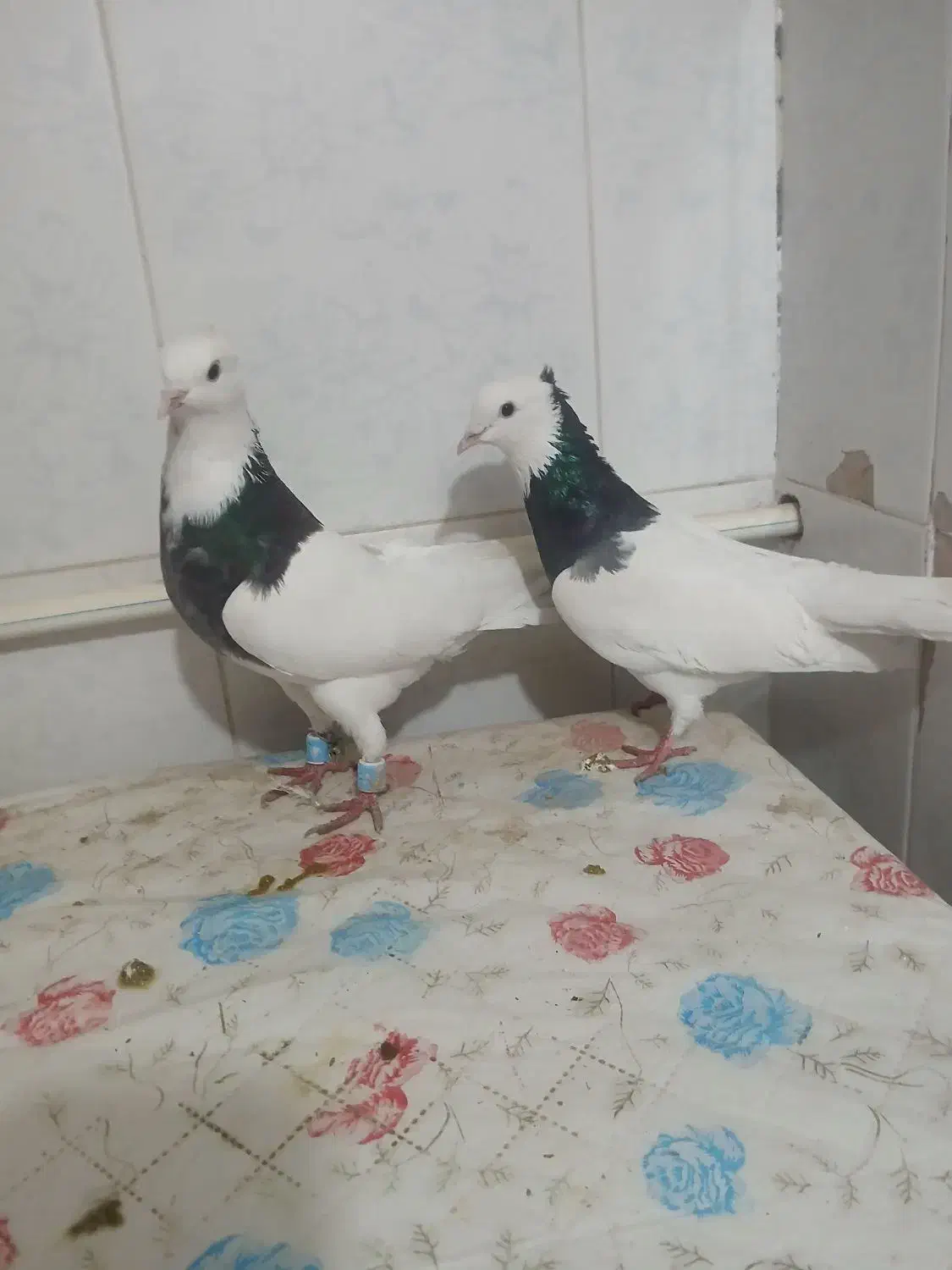 سینه ...|پرنده|بجنورد, |دیوار