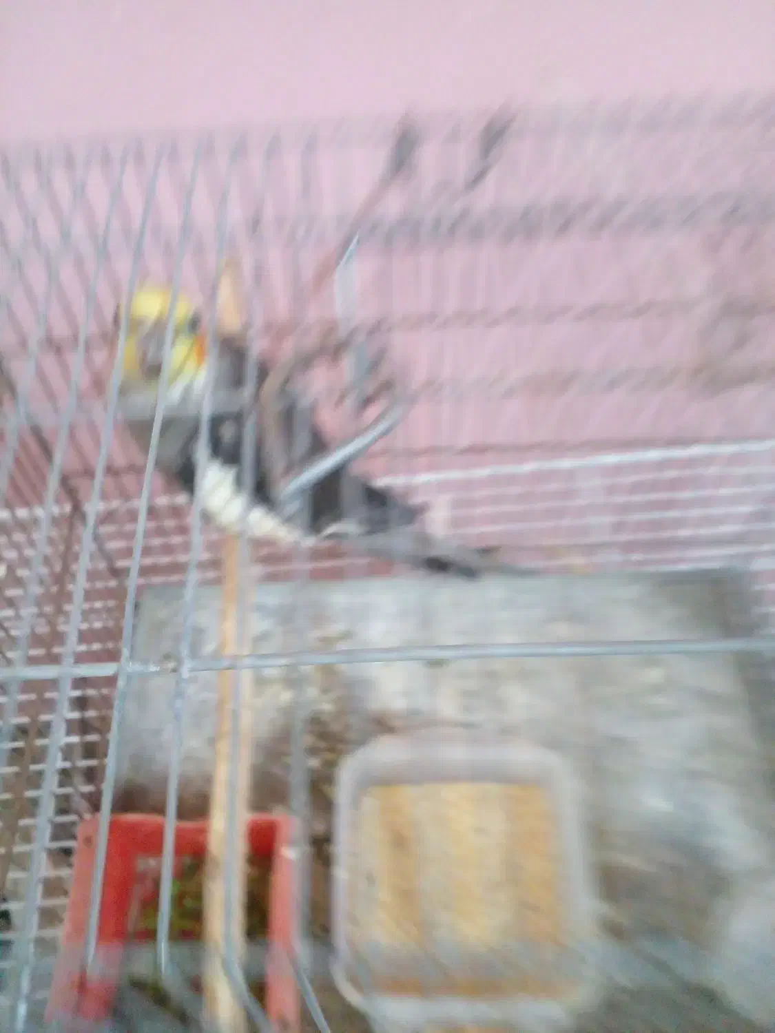 پرنده.عروسهلندی|پرنده|گنبد کاووس, |دیوار