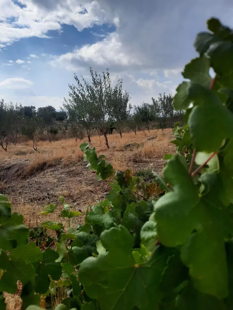 باغ و زمین زرد آلو گیلاس|فروش دفتر صنعتی، کشاورزی، تجاری|شاهینشهر, شهرک مطهری|دیوار