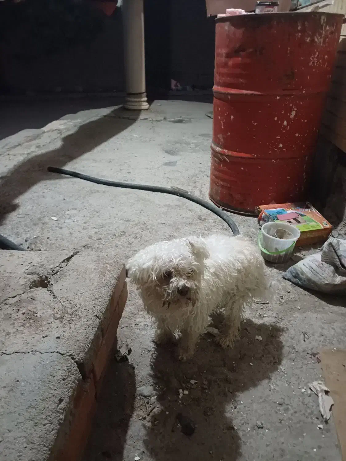 سگ خانگی|سگ|مراغه, |دیوار