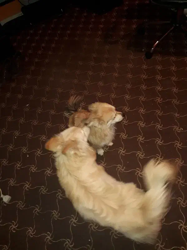 واگذاری دو تا اشپیتز نر 9 ماهه|سگ|فردیس, شهرک وحدت|دیوار