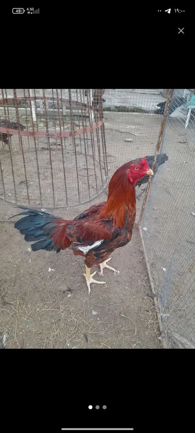 خروس|حیوانات مزرعه|زارچ, |دیوار