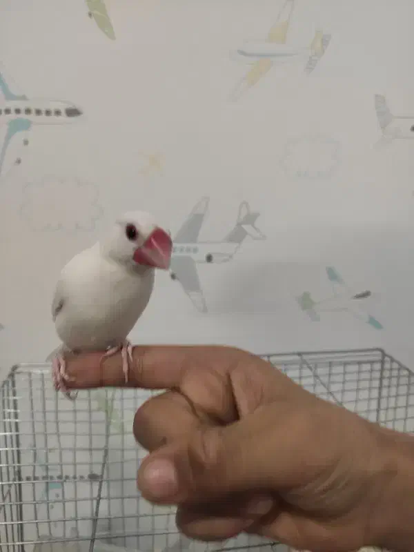 فنچ نرگسی نیمه دستی|پرنده|کرمان, |دیوار