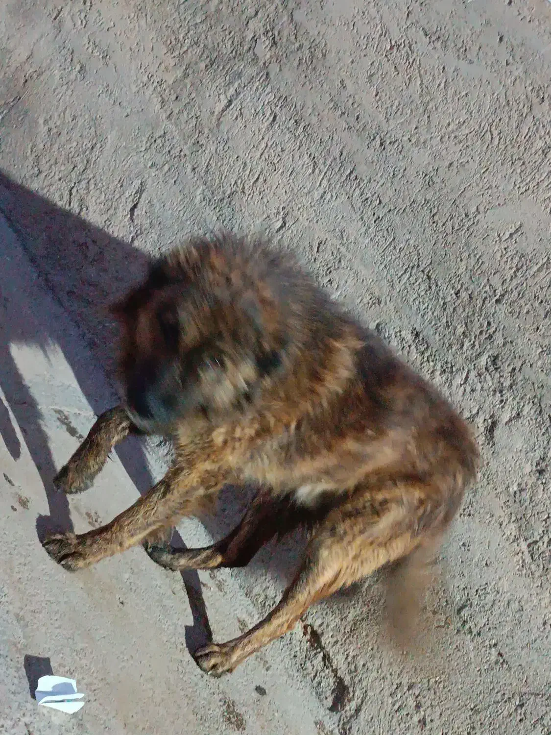 سگ گله ای|سگ|صحنه, |دیوار