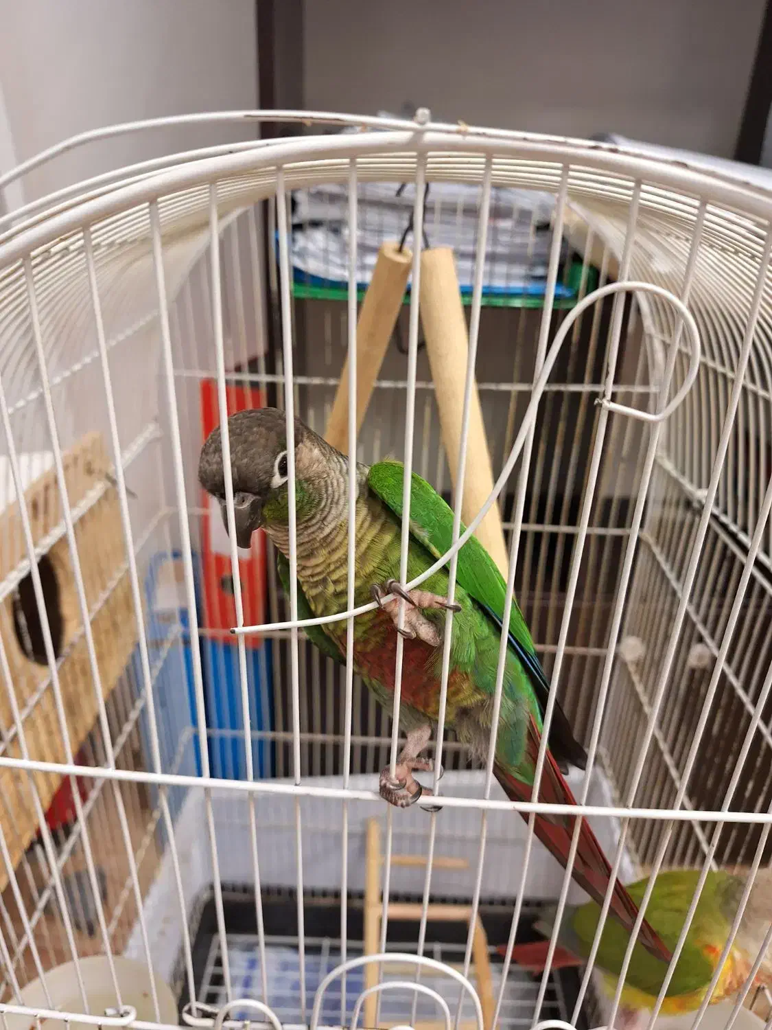 گرینچیک|پرنده|رشت, چله خانه|دیوار