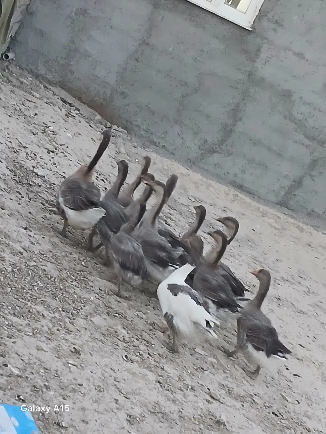 غاز و قوغاز|حیوانات مزرعه|سرعین, |دیوار