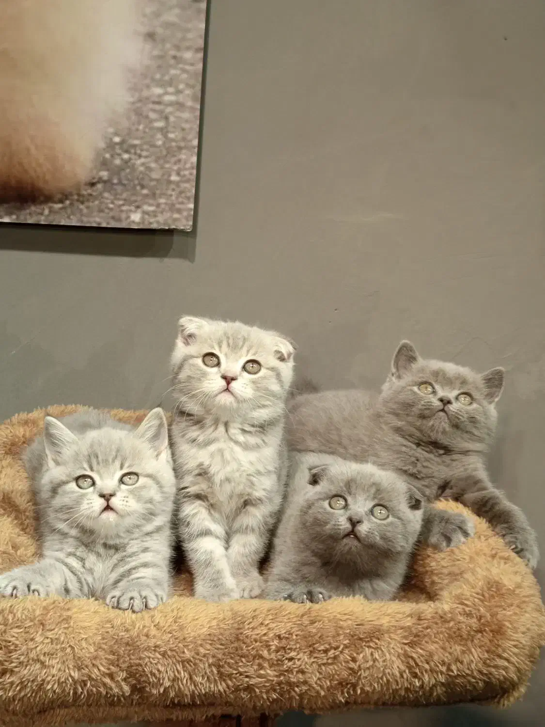 بچه گربه اسکاتیش بلو|گربه|تهران, تهرانسر مرکزی|دیوار