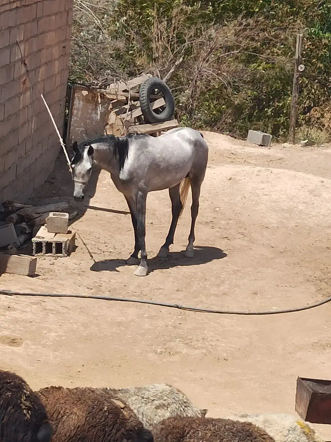 اسب|اسب و تجهیزات اسبسواری|کرج, کوی امامیه|دیوار