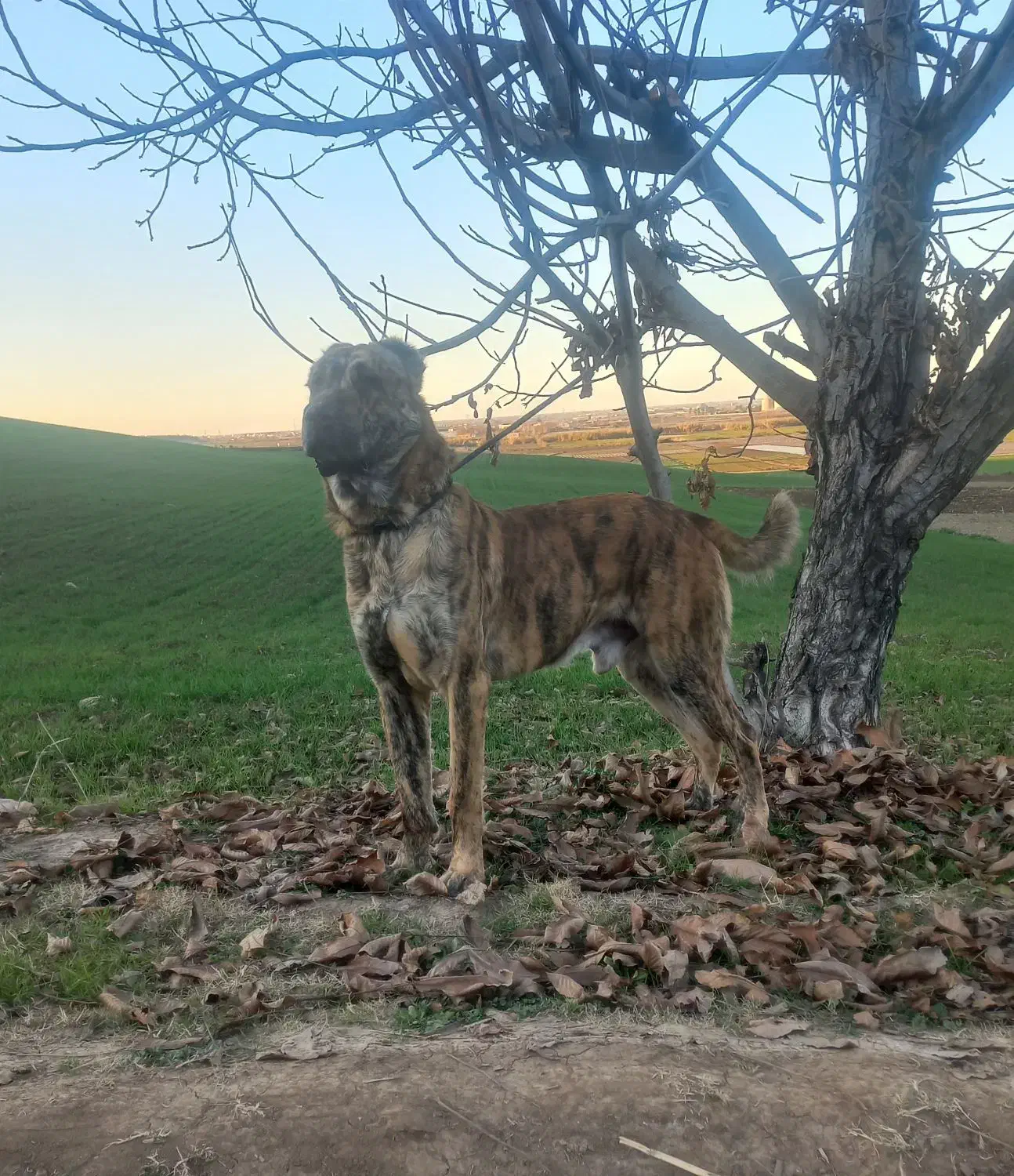 سگه|سگ|خان ببین, |دیوار