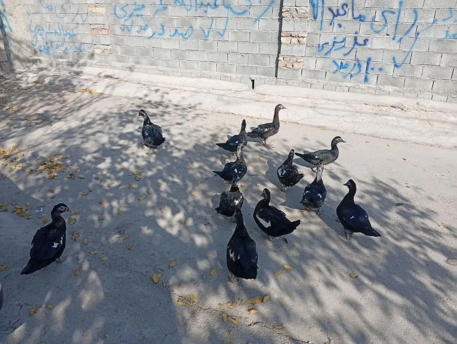 اردک|حیوانات مزرعه|بیستون, |دیوار