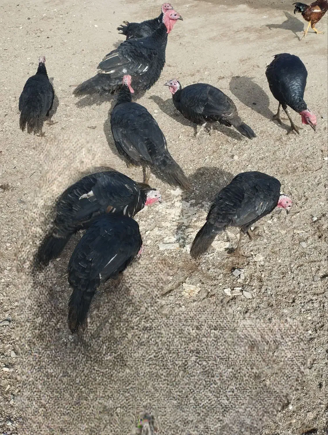 فروش بوقلمون محلی|حیوانات مزرعه|چهاربرج, |دیوار