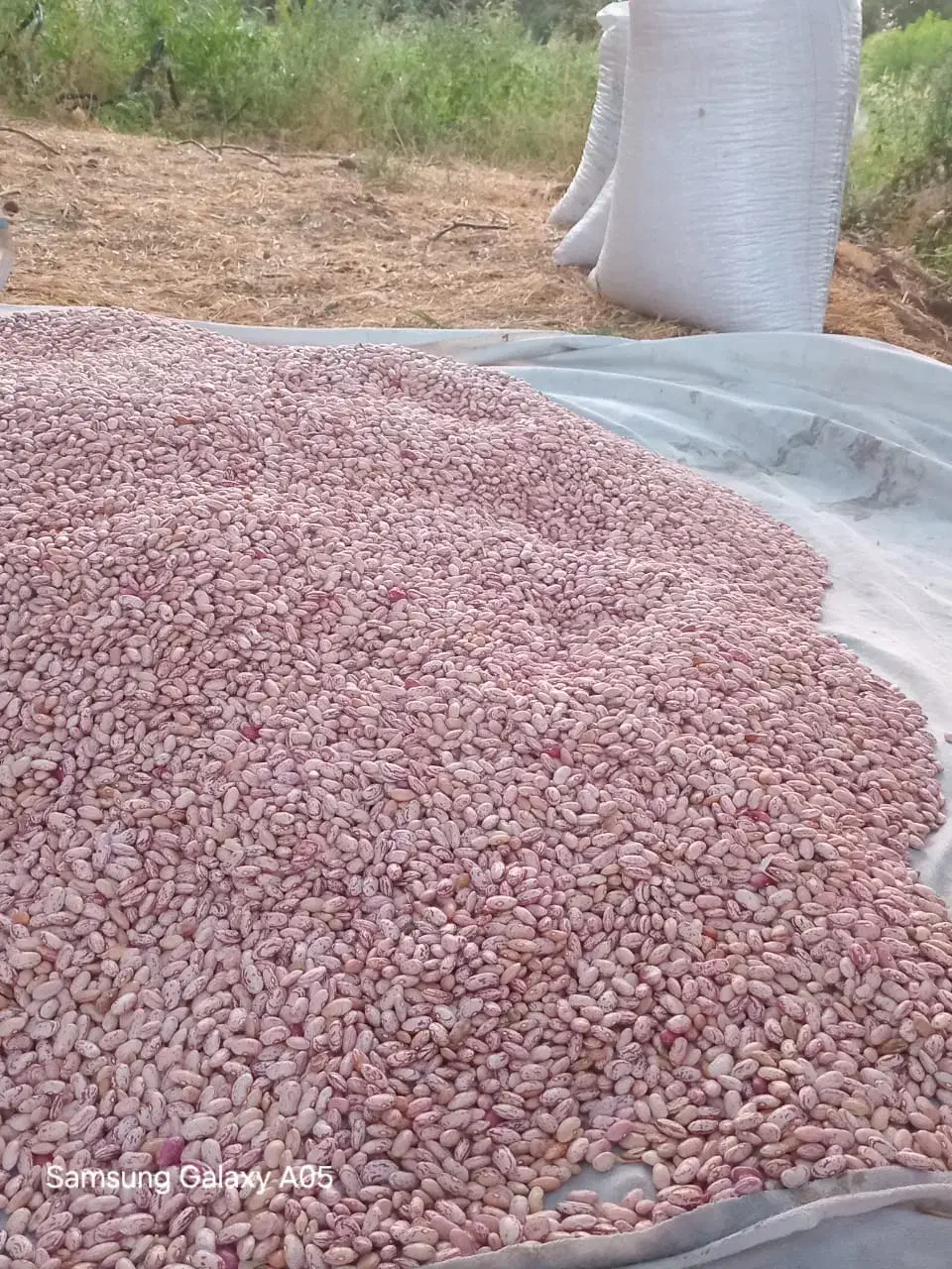 ابراهیمی|عمده‌فروشی|اقبالیه, |دیوار