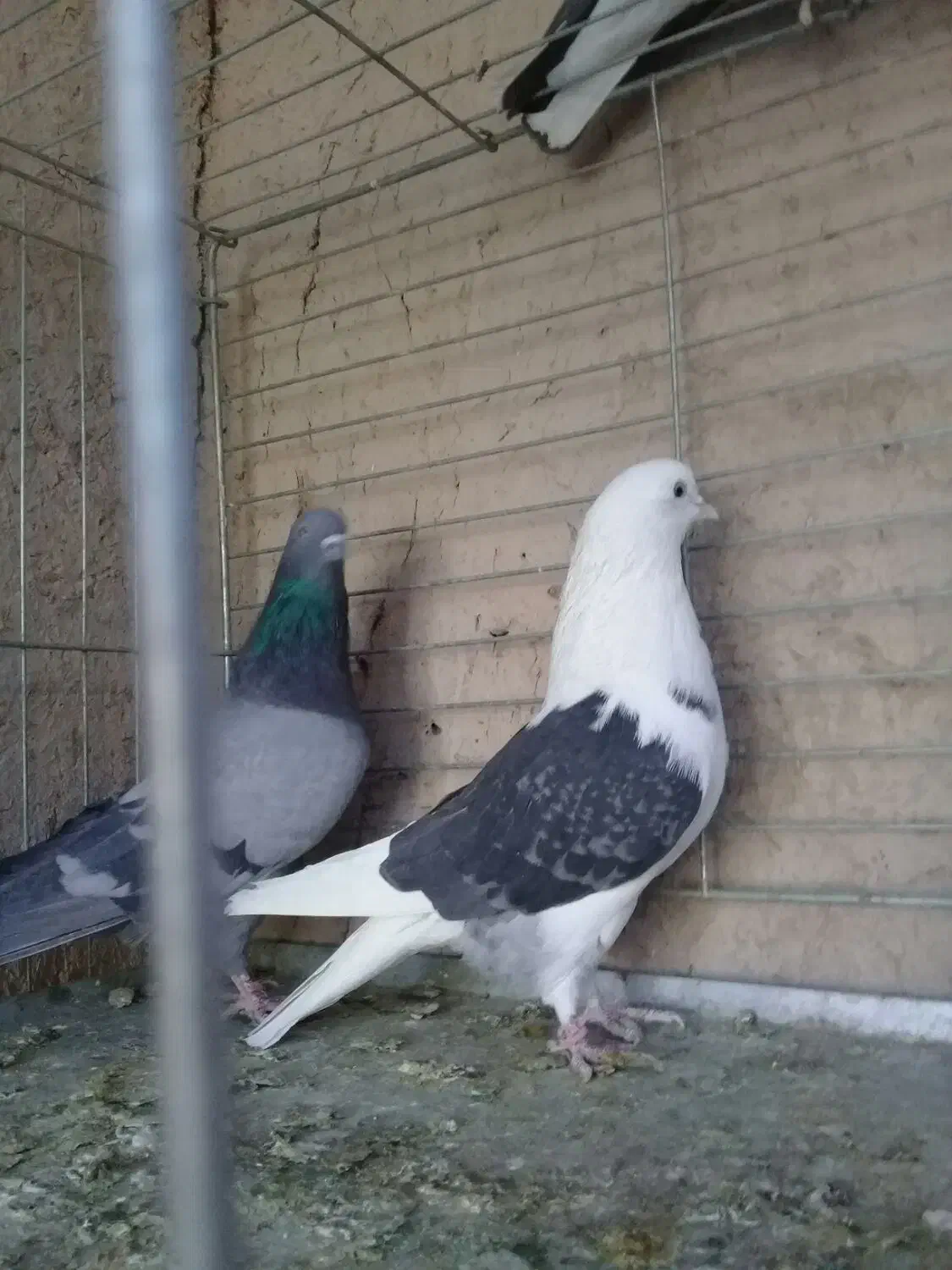 کفتر پرشی.خارجی.یزدی|پرنده|یزد, |دیوار