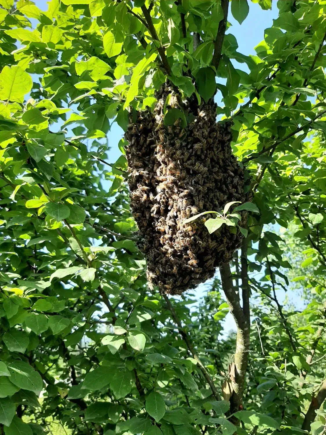 عسل۱۰۰درصد طبیعی|خوردنی و آشامیدنی|لاهیجان, یوسف آباد|دیوار