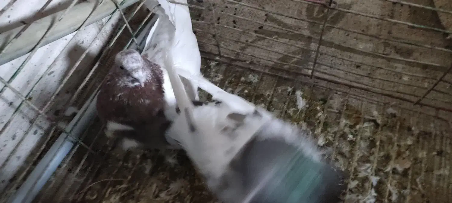 کبوتر|پرنده|گلبهار, شهر جدید گلبهار|دیوار