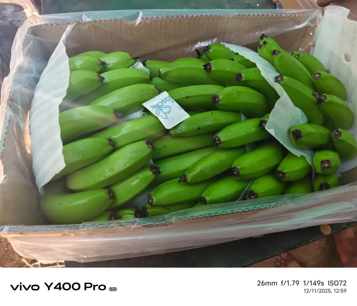 فروش عمده موز هندی|خوردنی و آشامیدنی|قم, تکیه آقا سید حسنی|دیوار