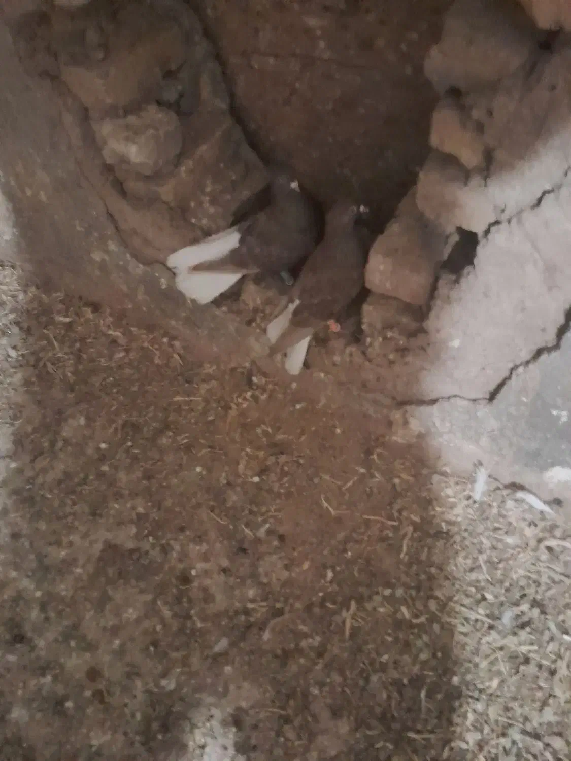 سرکه دم سفید نر ماده|پرنده|الوند, |دیوار