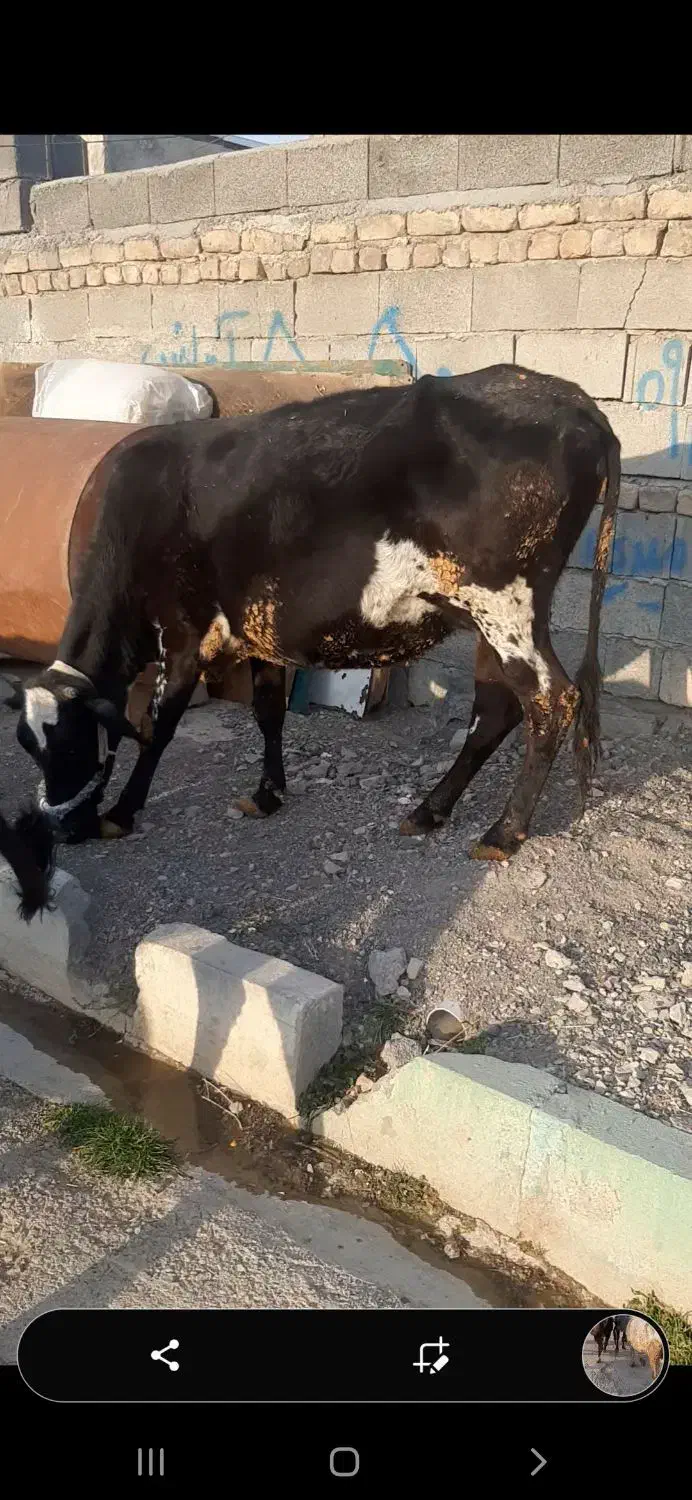 ۸ عدد گاو درجه یک یک مخصوص داشتی همشون ابستن هستن|حیوانات مزرعه|ثلاث باباجانی, |دیوار