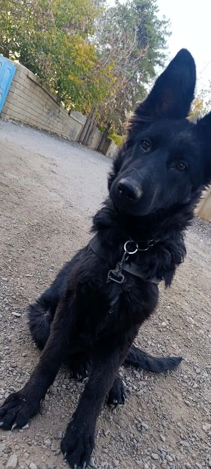 توله ژرمن بلک|سگ|شیراز, تاچارا|دیوار